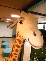 きりんの名前が決まりました！！